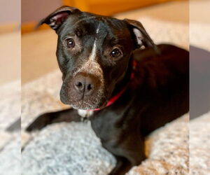 Mutt Dogs for adoption in Canton, CT, USA