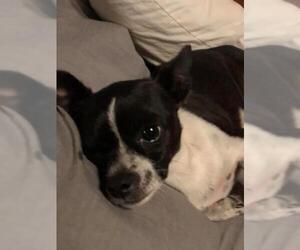 Rat Terrier-Unknown Mix Dogs for adoption in Rosenberg, TX, USA