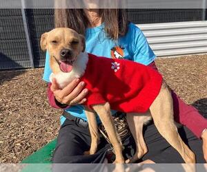 Chihuahua-Unknown Mix Dogs for adoption in Orange, CA, USA