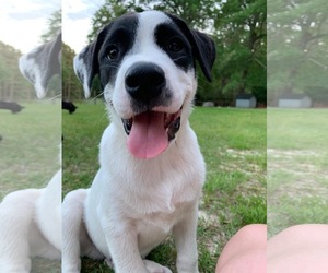 Boxer-Great Pyrenees Mix Dogs for adoption in Lexington, SC, USA