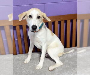 Labrador Retriever-Unknown Mix Dogs for adoption in Genesee, WI, USA