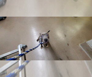 American Pit Bull Terrier Dogs for adoption in Aurora, IL, USA