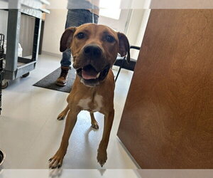 American Pit Bull Terrier-Unknown Mix Dogs for adoption in Ocala, FL, USA