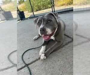 Mutt Dogs for adoption in Orange, CA, USA