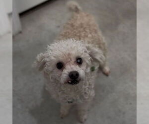 Poodle (Miniature) Dogs for adoption in Minneapolis, MN, USA