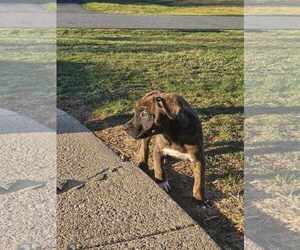 Huskies -Labrador Retriever Mix Dogs for adoption in Mechanicsburg, PA, USA