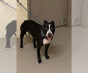 Boxer-Unknown Mix Dogs for adoption in Sanford, FL, USA