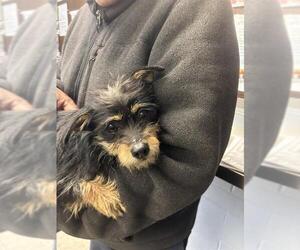 Mutt Dogs for adoption in Stockton, CA, USA