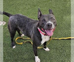 American Pit Bull Terrier-Unknown Mix Dogs for adoption in Las Vegas, NV, USA