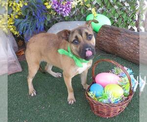 Mastiff Dogs for adoption in Oklahoma City, OK, USA