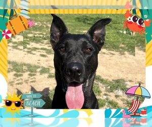 American Pit Bull Terrier-Labrador Retriever Mix Dogs for adoption in Ojai, CA, USA