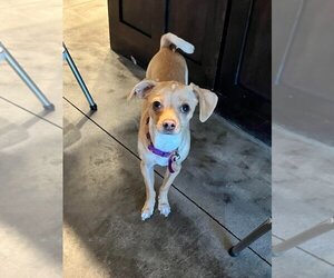 Chiweenie Dogs for adoption in Salt Lake City, UT, USA