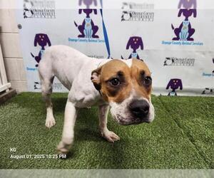 American Pit Bull Terrier-Unknown Mix Dogs for adoption in Orlando, FL, USA