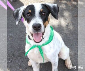 Mutt Dogs for adoption in Washington, DC, USA