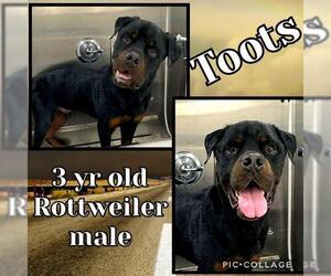 Rottweiler Dogs for adoption in Franklinton, LA, USA