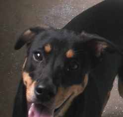 Rottweiler-Unknown Mix Dogs for adoption in Orangeburg, SC, USA