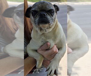 Pug Dogs for adoption in San Antonio, TX, USA