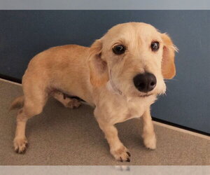 Dachshund-Unknown Mix Dogs for adoption in San Clemente, CA, USA