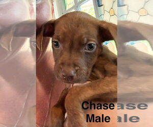 Boxer-Unknown Mix Dogs for adoption in Aurora, IN, USA