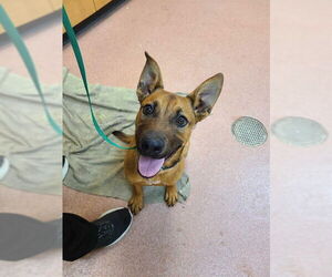 Mutt Dogs for adoption in Ogden, UT, USA