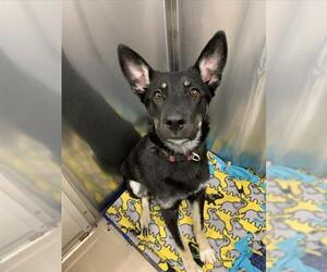 German Shepherd Dog-Unknown Mix Dogs for adoption in Fairbanks, AK, USA