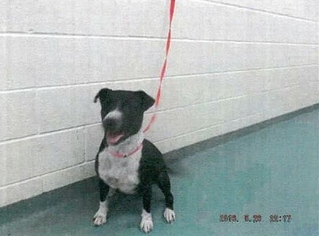 American Pit Bull Terrier Dogs for adoption in Memphis, TN, USA