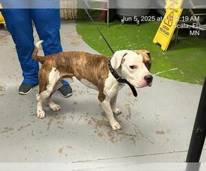 American Pit Bull Terrier-Unknown Mix Dogs for adoption in Ocala, FL, USA