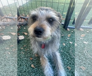 Mutt Dogs for adoption in Tempe , AZ, USA