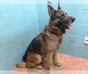 German Shepherd Dog Dogs for adoption in Downey, CA, USA