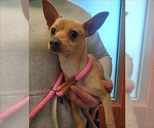 Chihuahua Dogs for adoption in Pueblo, CO, USA