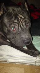 Medium Photo #1 American Pit Bull Terrier-Unknown Mix Puppy For Sale in Savannah, NY, USA