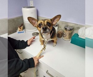 Chi-Corgi Dogs for adoption in Chester, NJ, USA