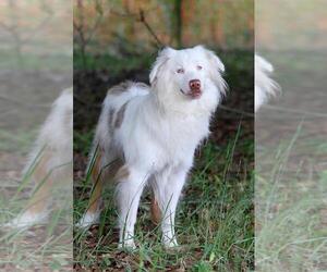 Australian Shepherd Dogs for adoption in Crestview, FL, USA