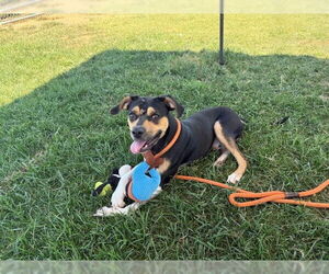 Beagle-Unknown Mix Dogs for adoption in Louisville, KY, USA