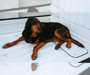 Medium Photo #1 Bloodhound Puppy For Sale in Chambersburg, PA, USA