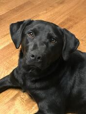 Labrador Retriever Dogs for adoption in Drexel, MO, USA