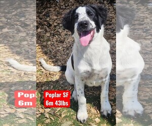 English Setter Dogs for adoption in The Woodlands, TX, USA