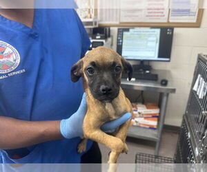 Pug-Unknown Mix Dogs for adoption in San Bernardino, CA, USA