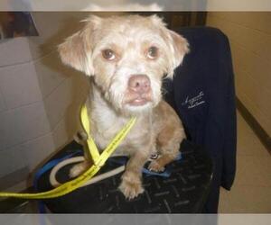 Norfolk Terrier Dogs for adoption in Augusta, GA, USA