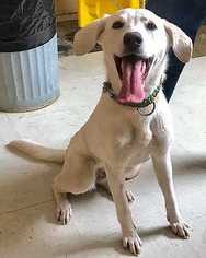 Labrador Retriever Dogs for adoption in Boston, MA, USA