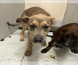 American Pit Bull Terrier-Unknown Mix Dogs for adoption in Conroe, TX, USA