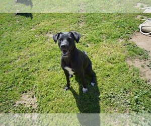 Borador Dogs for adoption in Ramona, CA, USA