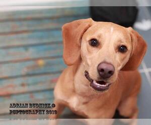 Vizsla Dogs for adoption in Nashville, TN, USA