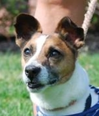 Jack Russell Terrier Dogs for adoption in Chesapeake City, MD, USA
