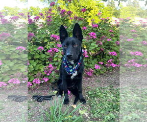 Mutt Dogs for adoption in Yuba City, CA, USA