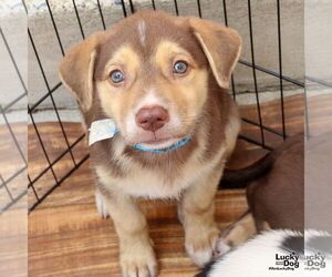 Australian Shepherd-Pembroke Welsh Corgi Mix Dogs for adoption in Washington, DC, USA
