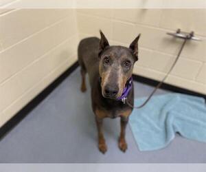Doberman Pinscher Dogs for adoption in Denver, CO, USA