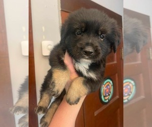 Mutt Dogs for adoption in Royal Palm Beach, FL, USA