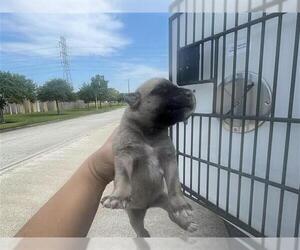 German Shepherd Dog Dogs for adoption in Houston, TX, USA