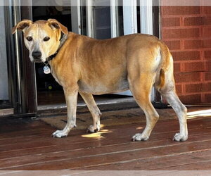 American Pit Bull Terrier-Labrador Retriever Mix Dogs for adoption in Sandy, UT, USA